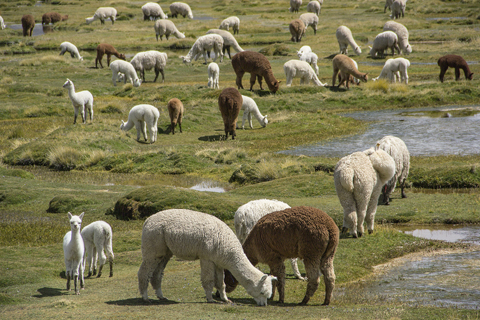 Colca Canyon in one day