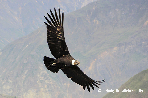 Best Time to see condor in the morning