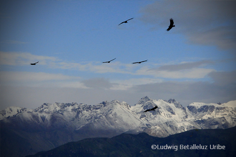 Cabanaconde cruz del condor