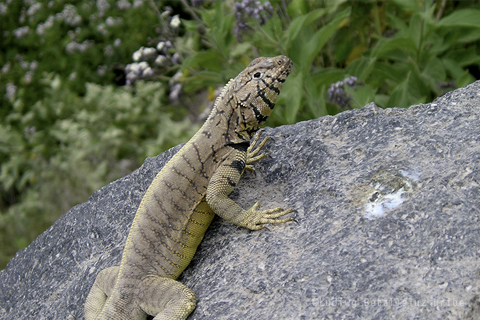 Lizard at Achachiwa