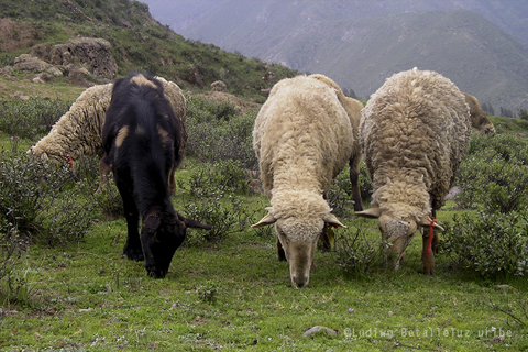 Traditional Life in Cabanaconde