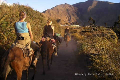 Riding mule donkey Sangalle